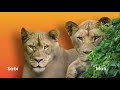 The Calgary Zoo Welcomes Lionesses Mali & Sabi