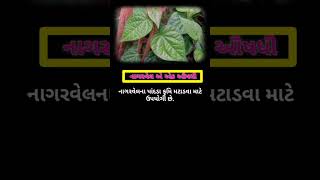 Benefits of nagarvel herb ll નાગરવેલ ઔષધીના ફાયદા