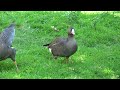 lesser white fronted goose