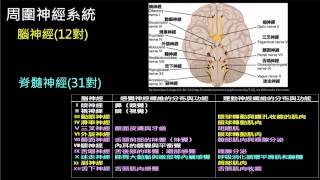 周圍神經系統---腦神經與脊髓神經