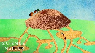 What's Inside An Anthill?