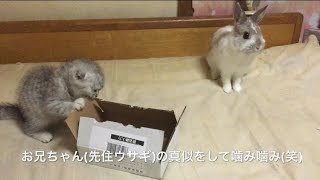 多頭飼いに挑戦！迎えたばかりの子猫を先住猫と先住うさぎに会わせてみた#18