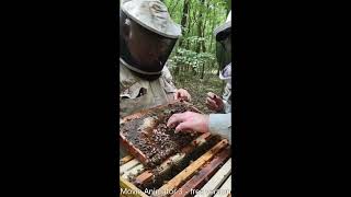 Attaching Queen Cells. 2022 Pineywoods Beekeepers Association members