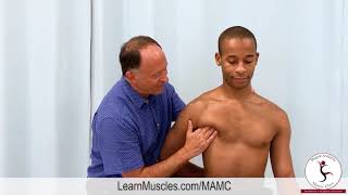 Muscle Anatomy Master Class   Pectoralis Minor   Palpation