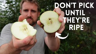 How To Check Your Apples Are Ripe - Get The Most From Your Own Homegrown Apples