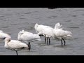 lepelaars spoonbills