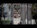 GH6 with 50-200mm and x2 Tele converter. shooting cats without a tripod.