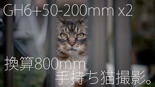 GH6 with 50-200mm and x2 Tele converter. shooting cats without a tripod.