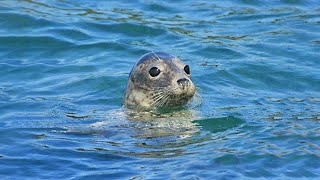 Adorable Seals in Cornwall! - Wild seal spotting with Padstow Sealife Safari