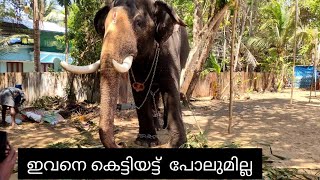 ശ്രീ അയ്യപ്പന്🐘 വലിയ കോലും വേണ്ട ചങ്ങലയും വേണ്ട😍🐘 cherupulassery sreeayyapan #elephant #videos