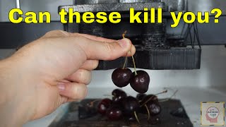 Can Eating Two Cherries Kill You? Crushing Cyanide Out of Cherries With a Hydrau