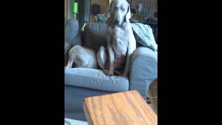 Sleepy Weimaraner