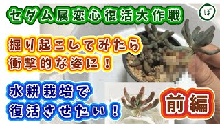 【多肉植物】セダム属恋心復活大作戦！水耕栽培【前編】