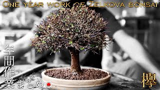 One year of zelkova work [Bonsai Q]