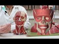 persian anatomy anatomy of the muscles of face آناتومی عضلات صورت