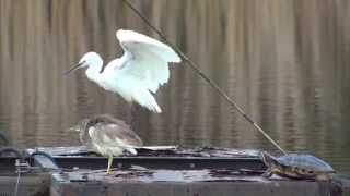 野鳥撮影・ アカガシラサギ　Chinese pond heron