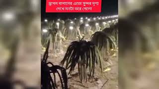 আলোকসজ্জায় সজ্জিত ড্রাগন বাগান।দেখুন সরাসরি #youtuber #banglades #ড্রাগনবাগান #minivlog #dragon