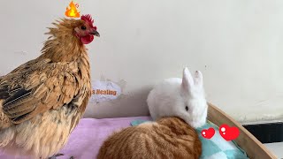 So funny! The rabbit gave the kitten a bath and fell in love with him! The hen was so angry!