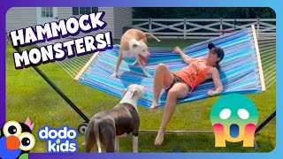 Watch Out For The Hammock Monsters! | Dodo Kids | Funny Dog Videos