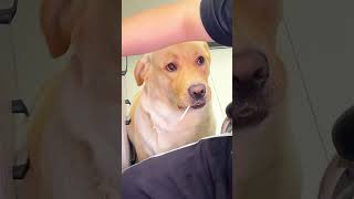 狗狗第一次吃棒棒糖的时候。#shorts #doglover #viralvideo