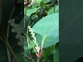 japanese knotweed