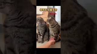 领导接见众猫相，看一遍笑一遍#虎斑 #cat #美短 #pets #美短虎斑 #cute #猫咪 #貓咪 #猫のいる暮らし #cutecat #萌宠#萌宠出道计划#萌宠成长记#萌宠日常