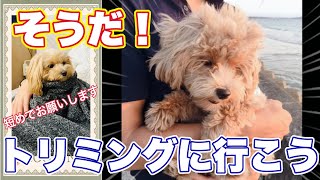 マルプーのトリミング成長記録、生後４ヶ月〜1年間分のカット集。【マルチーズ×トイプードルMIX犬】