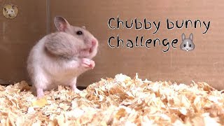 Chubby bunny challenge [Teddy the hamster version] | HAMSTER LAND