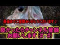 バス釣りおかっぱり！【和邇浜リベンジ】水路の高活性バスを狙い撃ち♪