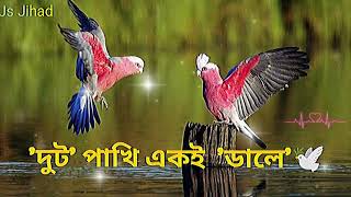 দুটো পাখি একই ডালে  | Duto Pakhi Eki Dale music slowed reverd New Lofe Song 👨‍❤️‍💋‍👨