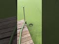 Removing duckweed with a homemade skimmer