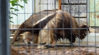 2016.5.31 Giant Anteater　オオアリクイ　シャワーを浴びた後に体に土を擦り付けていた（日本平動物園）