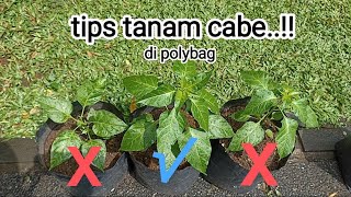 cara mudah menanam cabe di polybag agar cepat gede.#cabe #cabai #caberawit