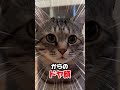 いつも「うぅん」と喋る保護猫が「ニャア」に挑戦！ 猫 保護猫 猫の日