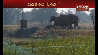 Odisha: Herd of elephants, Tiger create havoc in Rairangpur