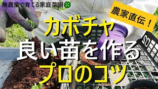 【カボチャの育て方】種まきから鉢上げまでを徹底解説！しっかりした良い苗づくりのコツは鉢上げにあった‼芽出しについても解説！【有機農家直伝！無農薬で育てる家庭菜園】　22/4/12