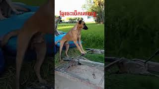 ឆ្កែចេះបេីកគោយន្ត#The dog