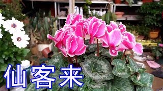 【養養養花花花】養了2年的老“仙客來”，葉子層層真茂密，滿盆不斷出花苞