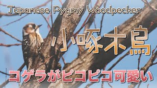 野鳥 Japanese Pygmy Woodpecker 小啄木鳥 コゲラがピコピコ鳴き声も可愛い