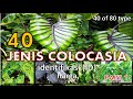 40 JENIS-JENIS COLOCASIA PART 1 | ID DAN HARGA - 40 KIND OF COLOCASIA