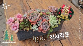 직사각분 여러가지 활용 방법🌱웃자람 없는 배합토 사용 《다육식물》직사각분 소개 🧣{주물럭 손옹기화분}