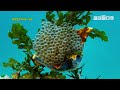 eng sub conjoined creatures the shocking truth about microscopic life pickdocu