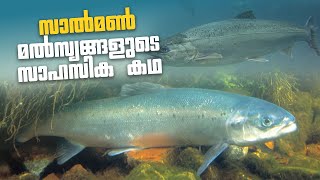 സാൽമൺ മത്സ്യങ്ങളുടെ സാഹസിക കഥ |salmon fish\