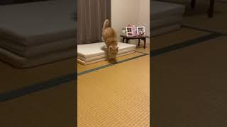 ２本脚の保護猫・ルカくんの『逆立ち歩き』