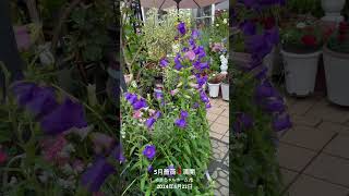 【HD動画】2024年5月22日  薔薇が満開です。 #flowers #garden #癒し#自然 #naturelovers #薔薇は美しく散る #ばらの花 #rosegarden