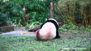 20160101 憤怒的圓仔 The Giant Panda Yuan Zai @Taipei zoo