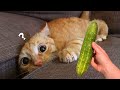 Cucumbers Scare The Life Out Of Cats 😮