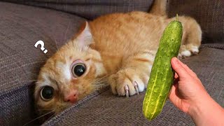 Cucumbers Scare The Life Out Of Cats 😮