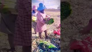 proses petani panen daun bawang segar dan besar #shorts