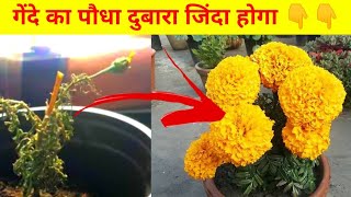 सूखे हुए गेंदे में पाएं चमचमाते फूल || Tips To Recover Died Marigold Plant #MarigoldPodha